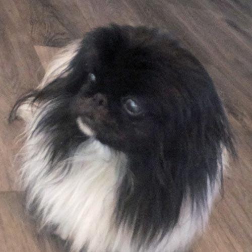 HUEY, a Adoptable Pekingese in Trufant, MI image 4/4