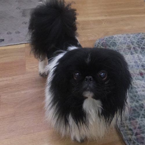Enlarge LOUIE, a Adoptable Pekingese in Trufant, MI image 3/4