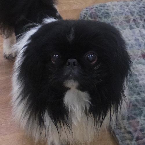 Enlarge LOUIE, a Adoptable Pekingese in Trufant, MI image 1/4
