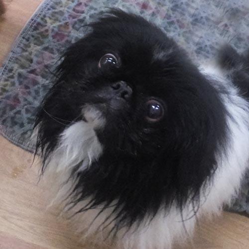 Enlarge LOUIE, a Adoptable Pekingese in Trufant, MI image 2/4