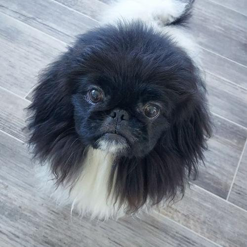 Enlarge HUEY, a Adoptable Pekingese in Trufant, MI image 1/4