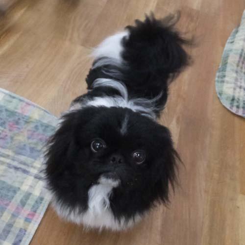 LOUIE, an adoptable Pekingese in Trufant, MI, 49347 | Photo Image 2