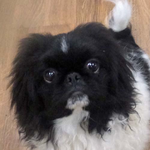 LOUIE, an adoptable Pekingese in Trufant, MI, 49347 | Photo Image 1