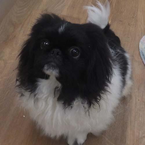 LOUIE, an adoptable Pekingese in Trufant, MI, 49347 | Photo Image 3