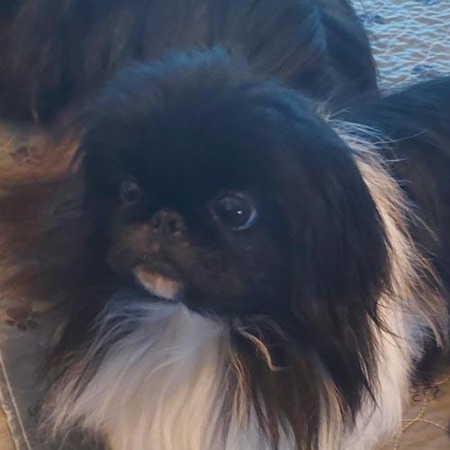 Enlarge HUEY, a Adoptable Pekingese in Trufant, MI image 1/4