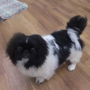 Enlarge LOUIE, a Adoptable Pekingese in Trufant, MI image 4/4