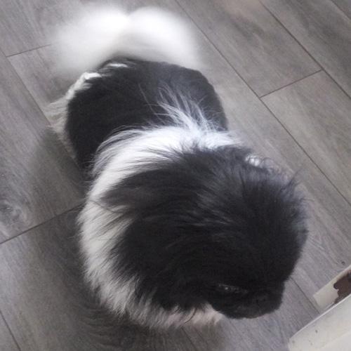 HUEY, an adoptable Pekingese in Trufant, MI, 49347 | Photo Image 2