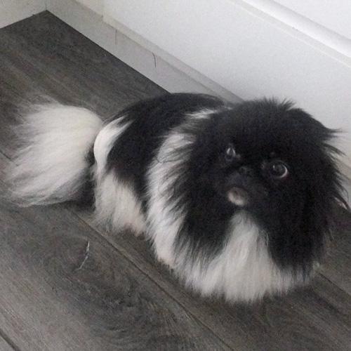 Enlarge HUEY, a Adoptable Pekingese in Trufant, MI image 3/4