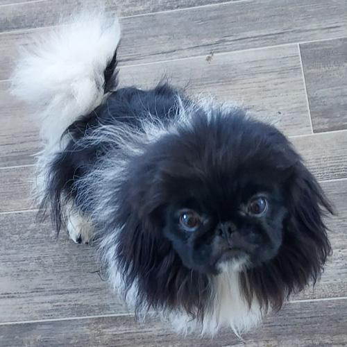 Enlarge HUEY, a Adoptable Pekingese in Trufant, MI image 4/4