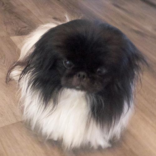 HUEY, Adoptable, Young Male Pekingese.