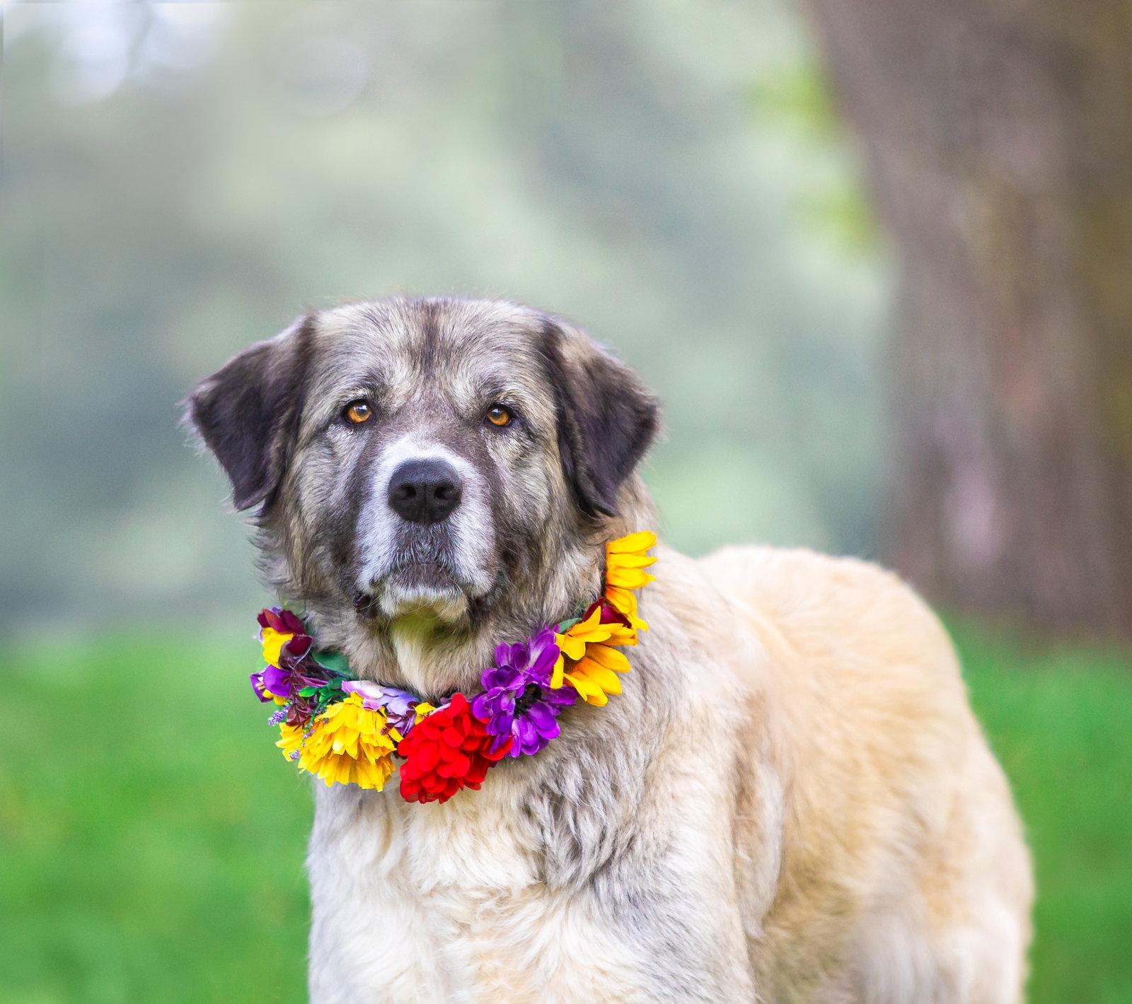 Sadie, Adoptable, Adult Female Great Pyrenees.