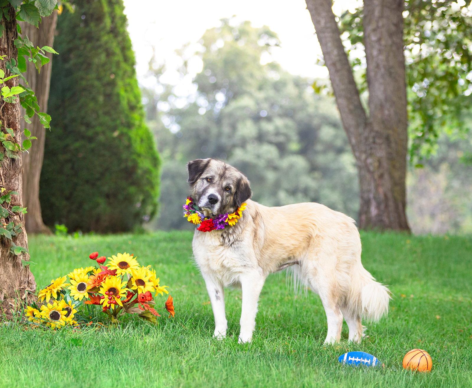 Enlarge Sadie, a Adoptable Great Pyrenees in Coatesville, PA image 2/3