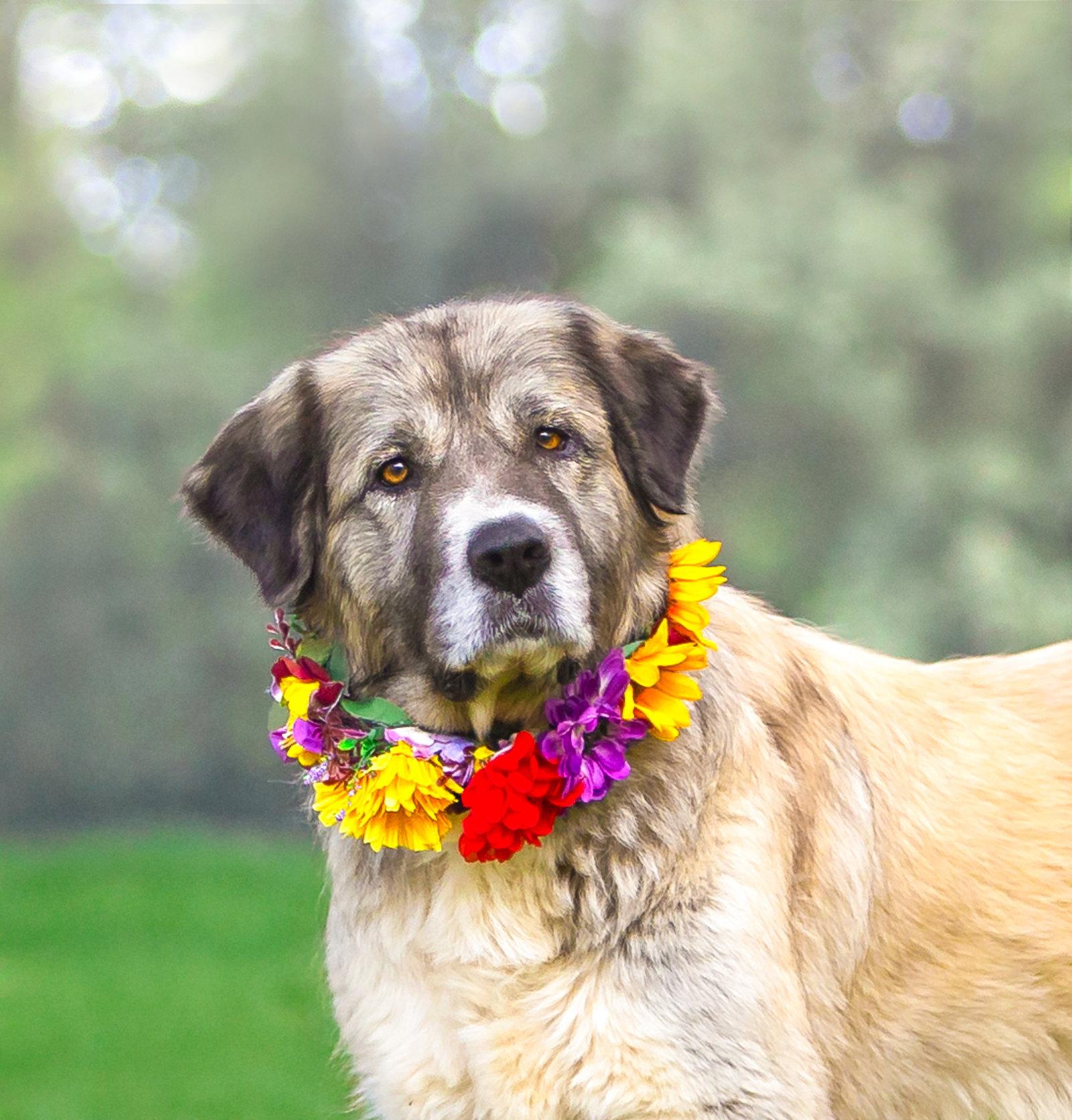 Enlarge Sadie, a Adoptable Great Pyrenees in Coatesville, PA image 3/3