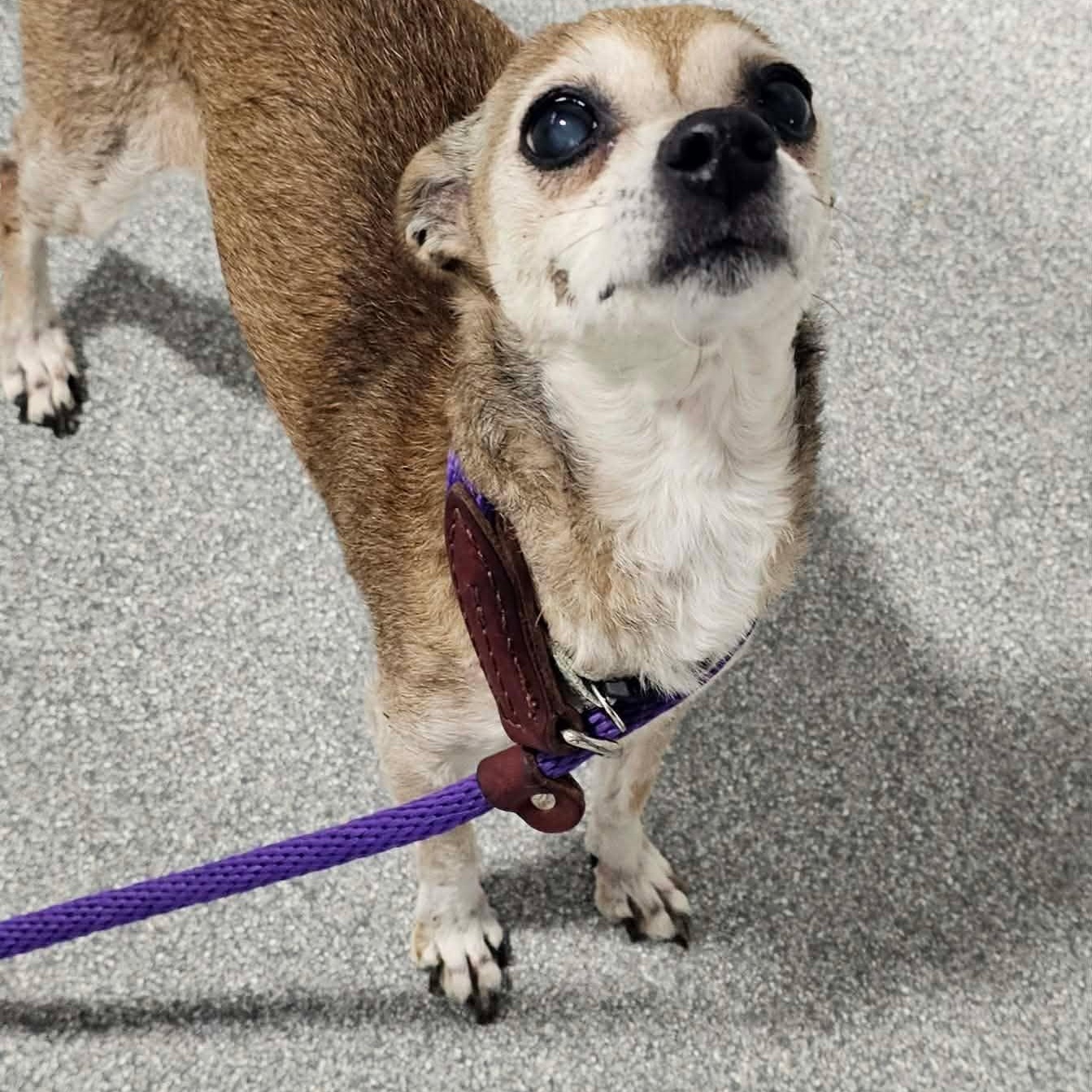 Enlarge Doris, an adopted Chihuahua in Minooka, IL image 2/2