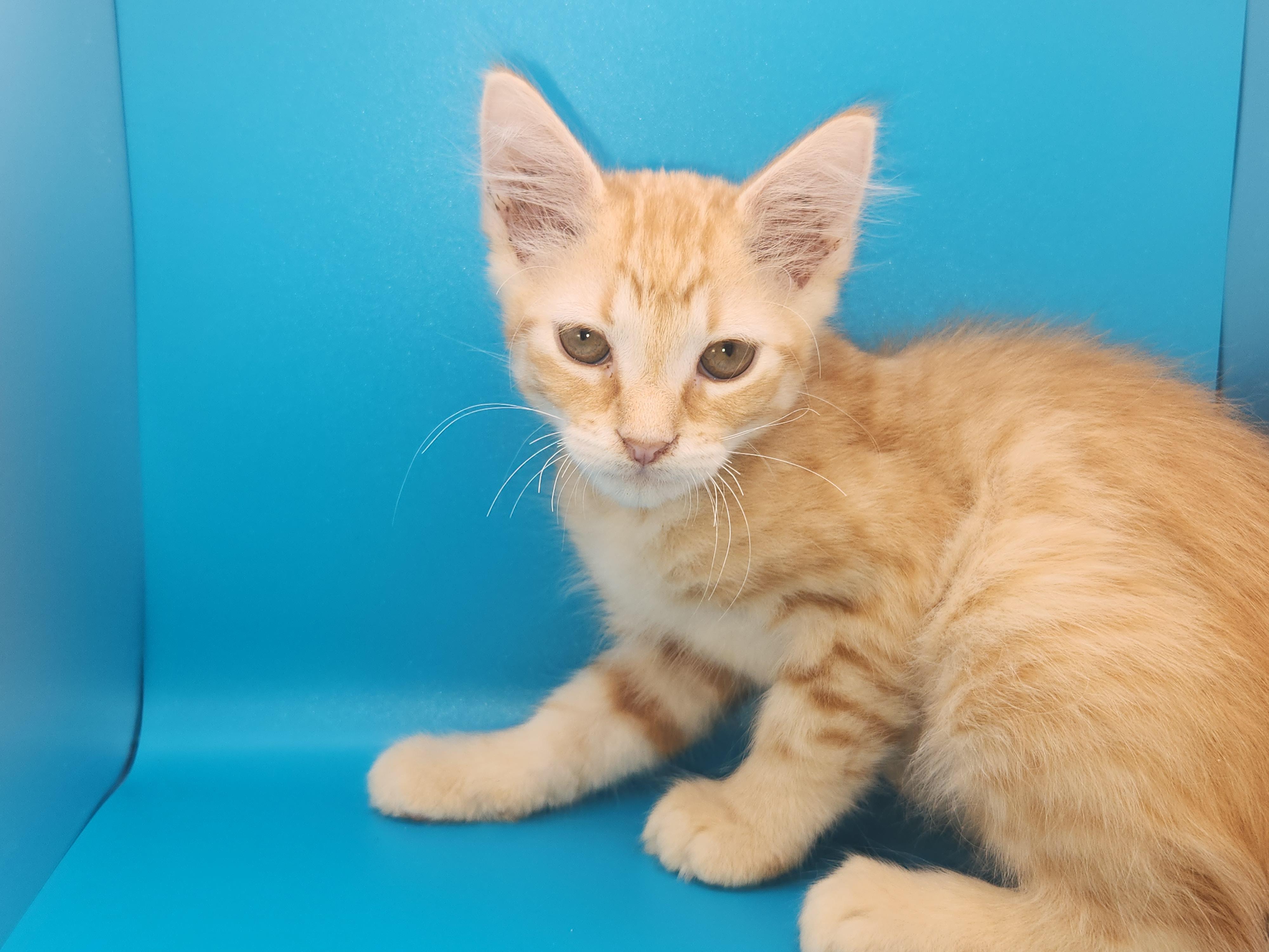 Nacho Bell Grande-Taking Applications Only