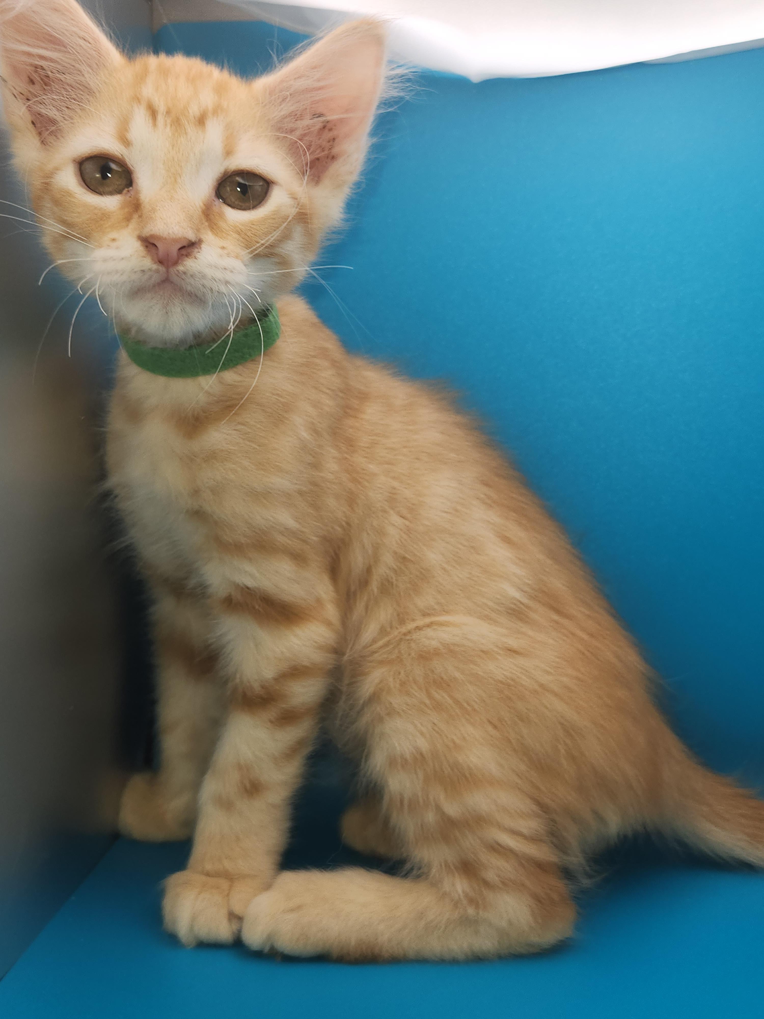 Nacho Bell Grande-Taking Applications Only