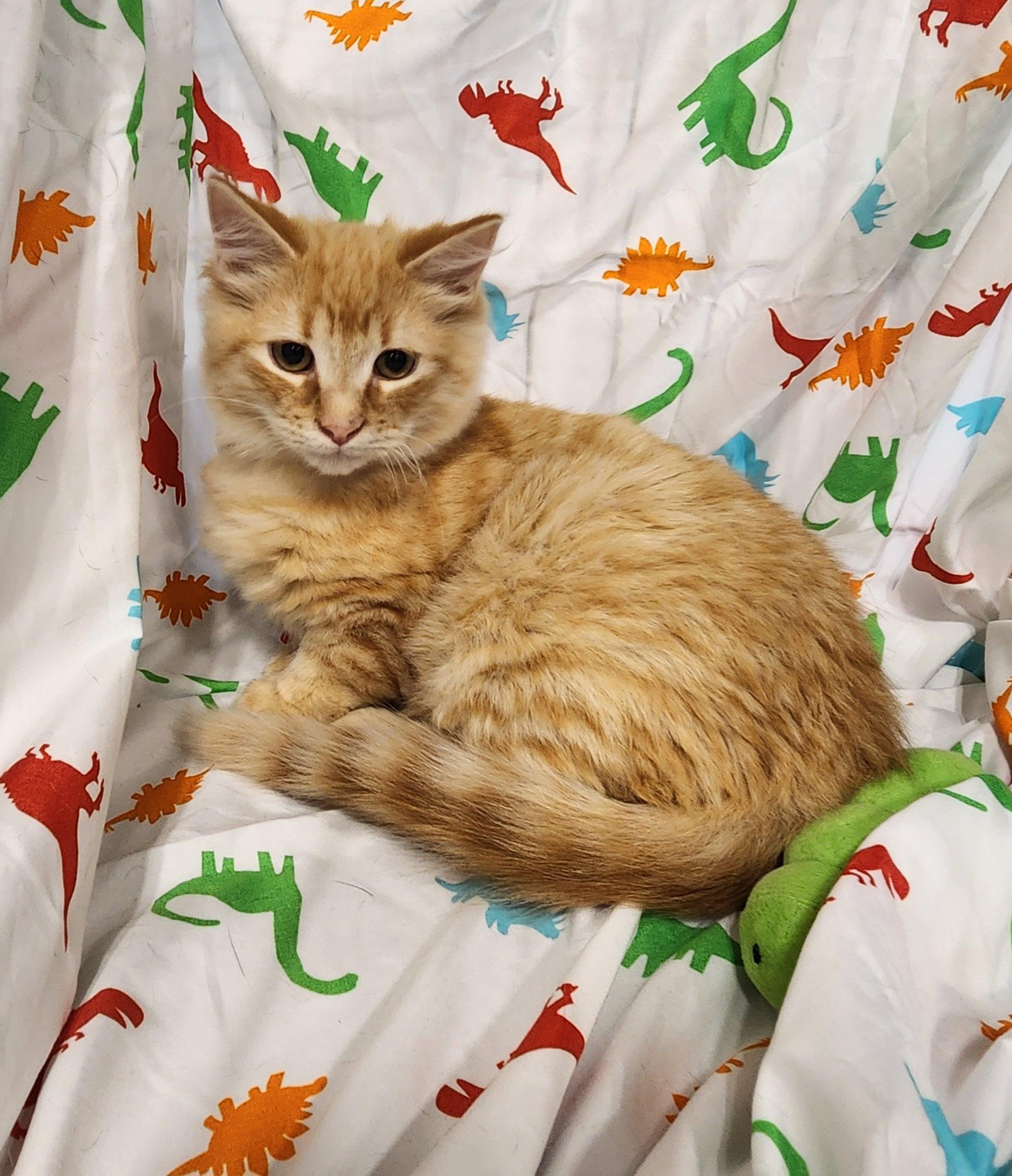 Enlarge Nacho Bell Grande, a Adopted Domestic Medium Hair in Baton Rouge, LA image 2/4