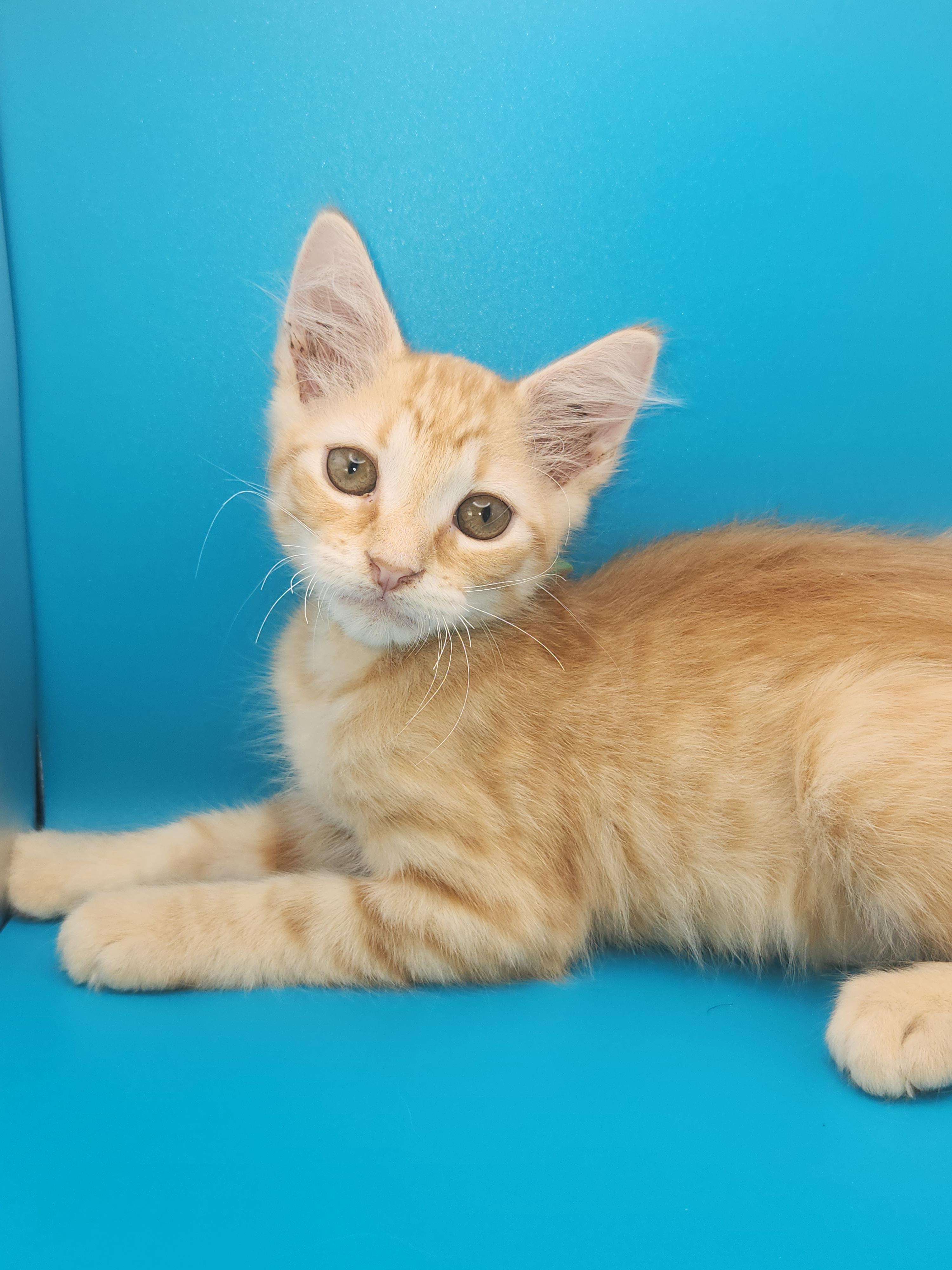 Nacho Bell Grande-Taking Applications Only