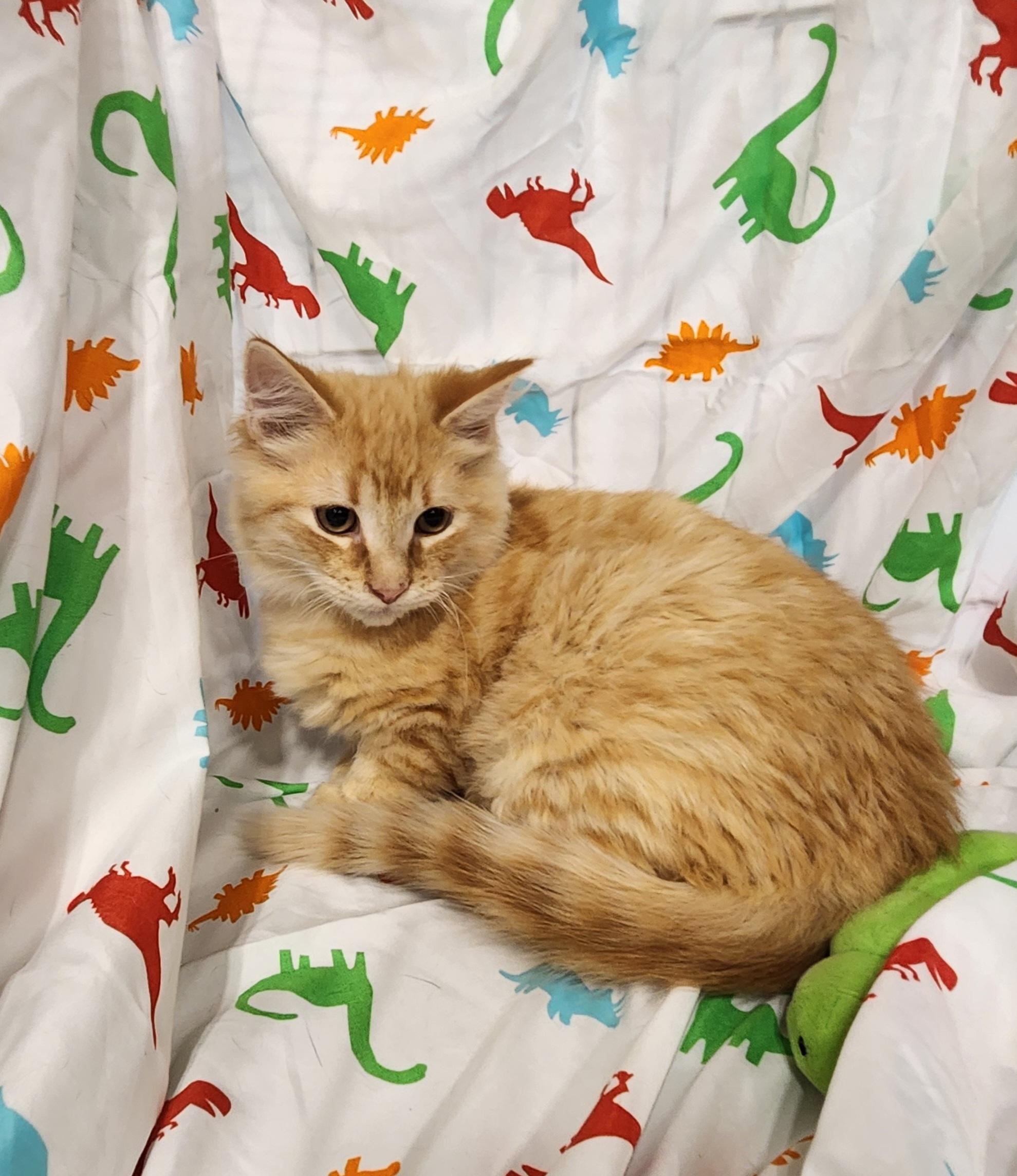 Enlarge Nacho Bell Grande, a Adopted Domestic Medium Hair in Baton Rouge, LA image 4/4