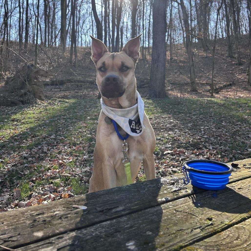 Pluto, Adoptable, Adult Male Labrador Retriever & Shepherd.
