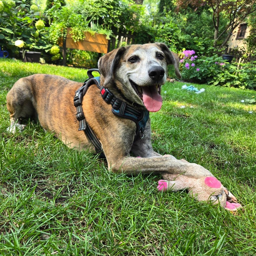 Ziggy - Home to Home