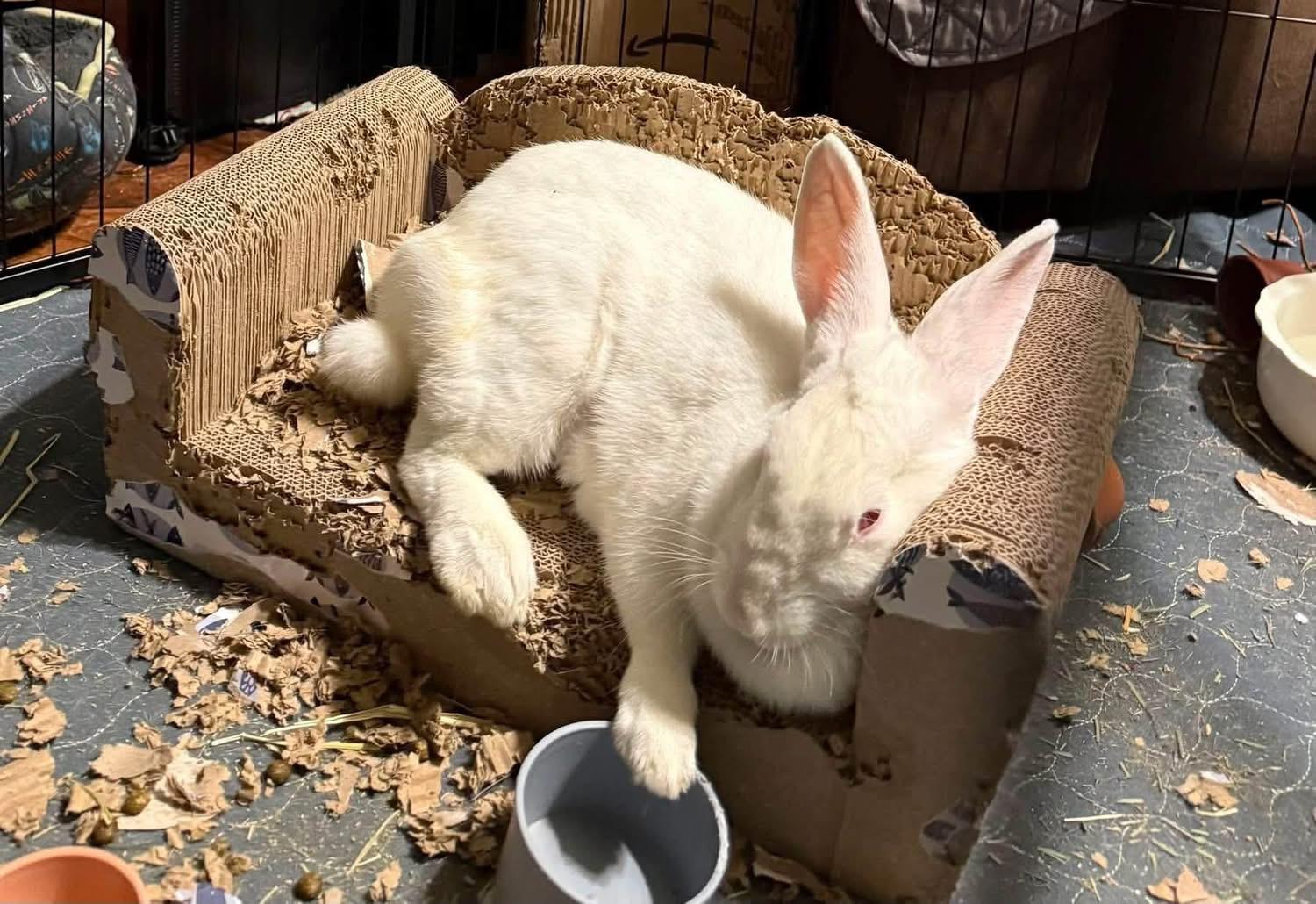 King Slayer, a ADOPTABLE New Zealand in St. Charles, MO image 3/3