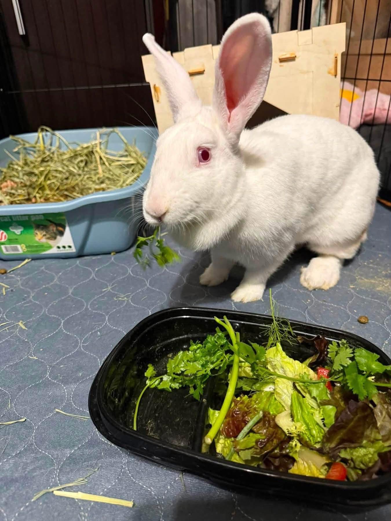 King Slayer, ADOPTABLE, Adult Female New Zealand.