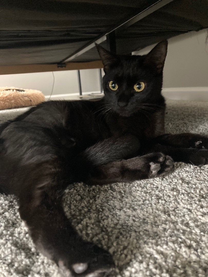 Scarlett, a Adopted Domestic Short Hair in Springfield, PA image 1/3