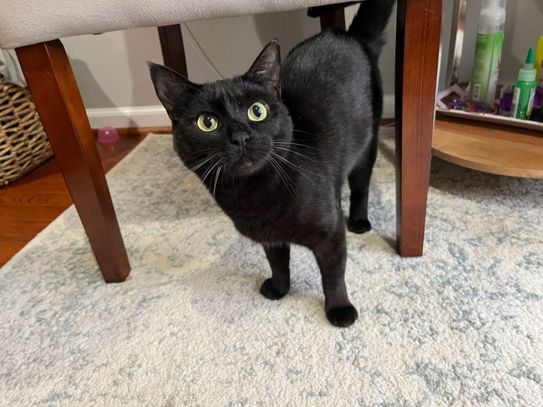 Scarlett, a Adopted Domestic Short Hair in Springfield, PA image 3/3