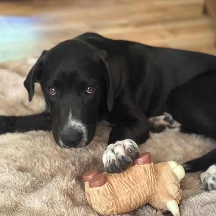Enlarge Max, a ADOPTABLE mixed breed in Cedarburg, WI image 1/6