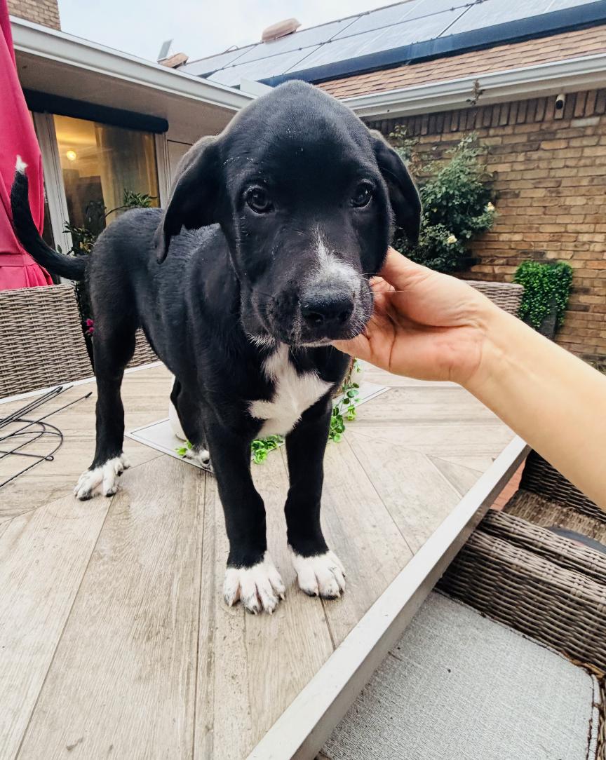 Beau, a ADOPTABLE mixed breed in Cedarburg, WI image 3/4