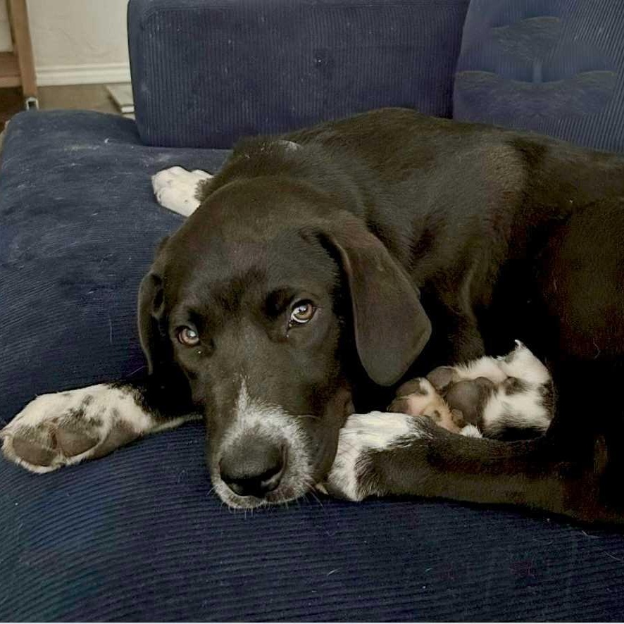 Enlarge Max, a ADOPTABLE mixed breed in Cedarburg, WI image 2/6
