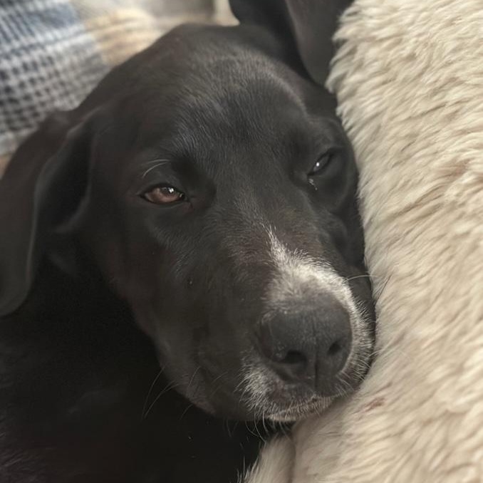 Enlarge Max, a ADOPTABLE mixed breed in Cedarburg, WI image 5/6