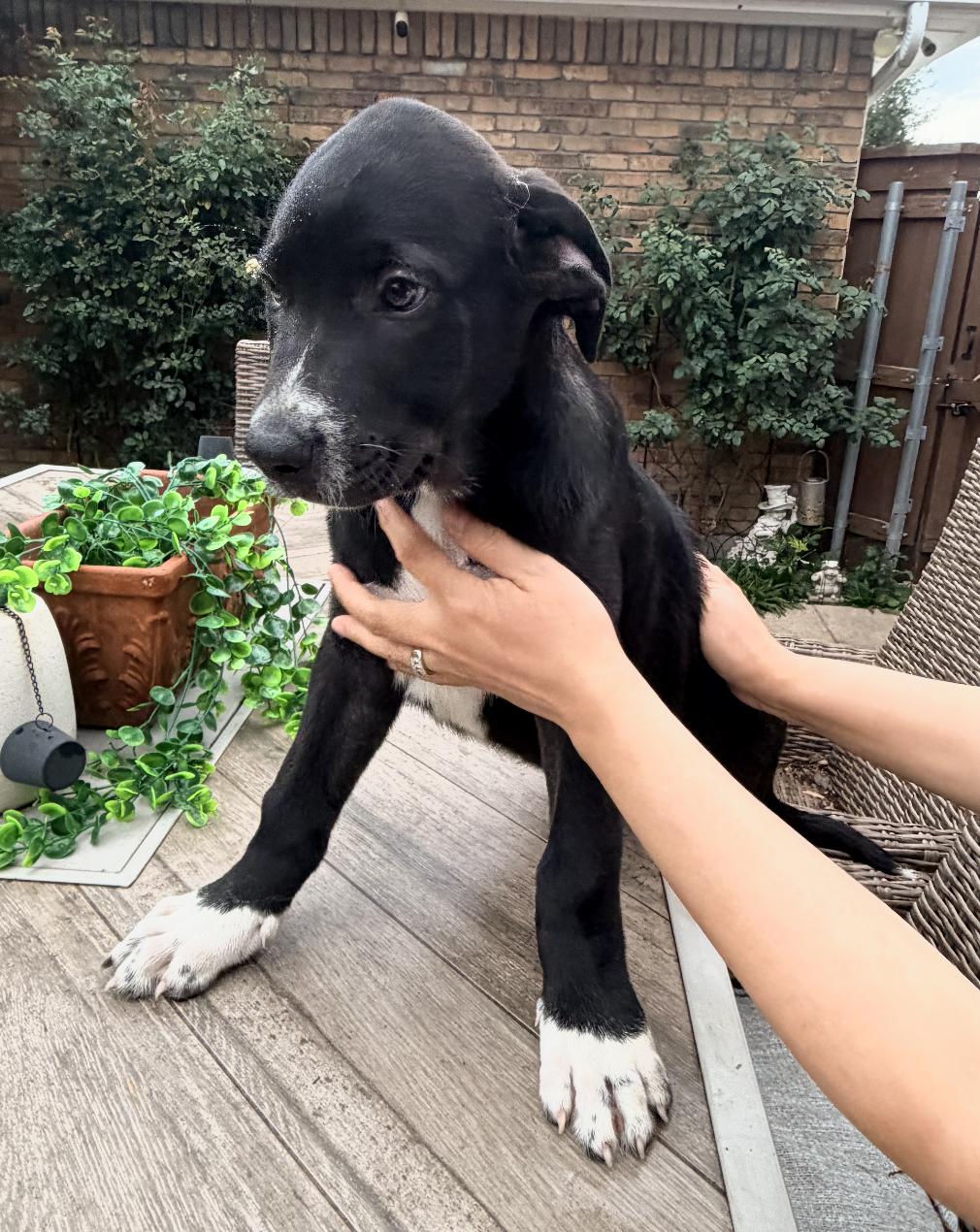 Beau, a ADOPTABLE mixed breed in Cedarburg, WI image 1/4