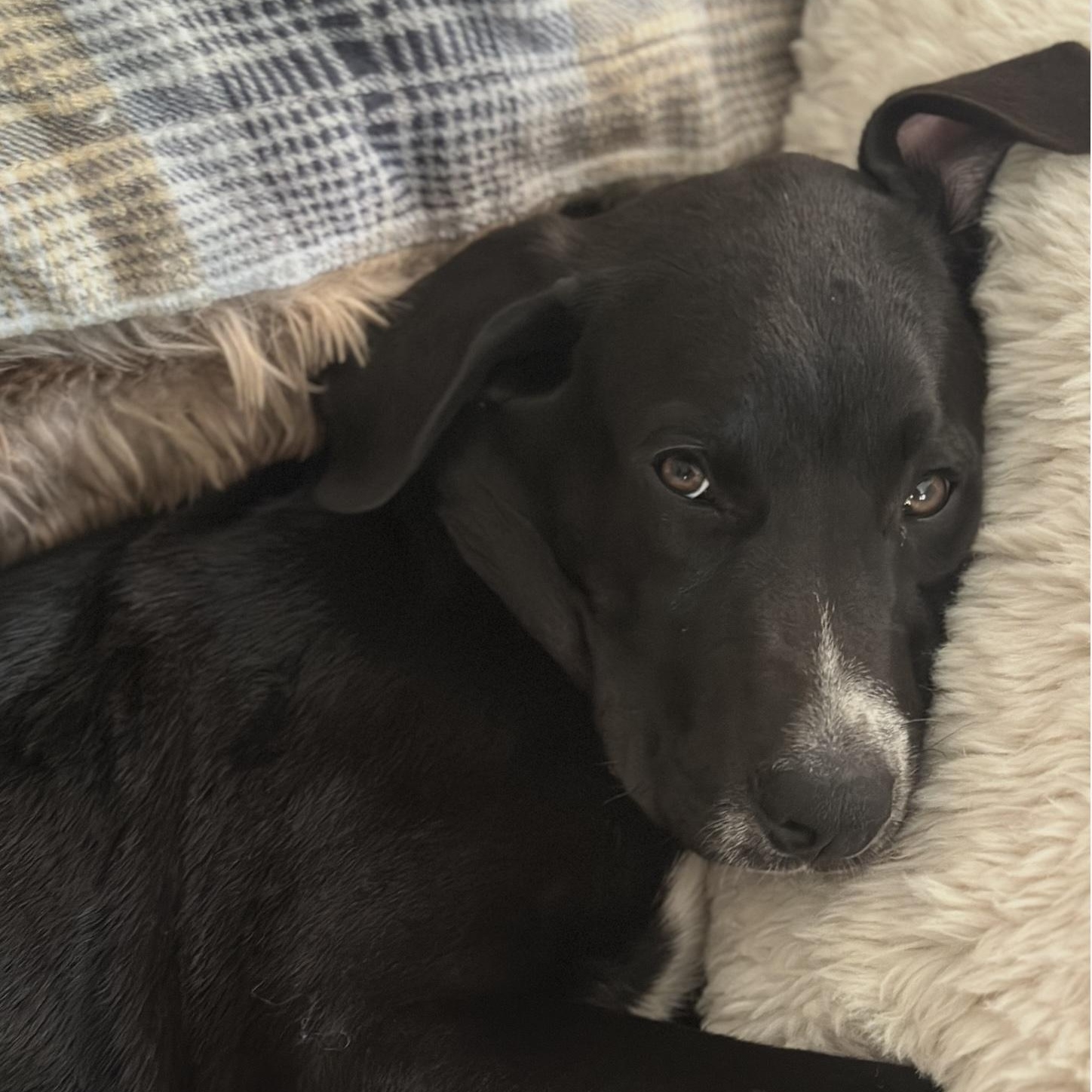 Enlarge Max, a ADOPTABLE mixed breed in Cedarburg, WI image 6/6