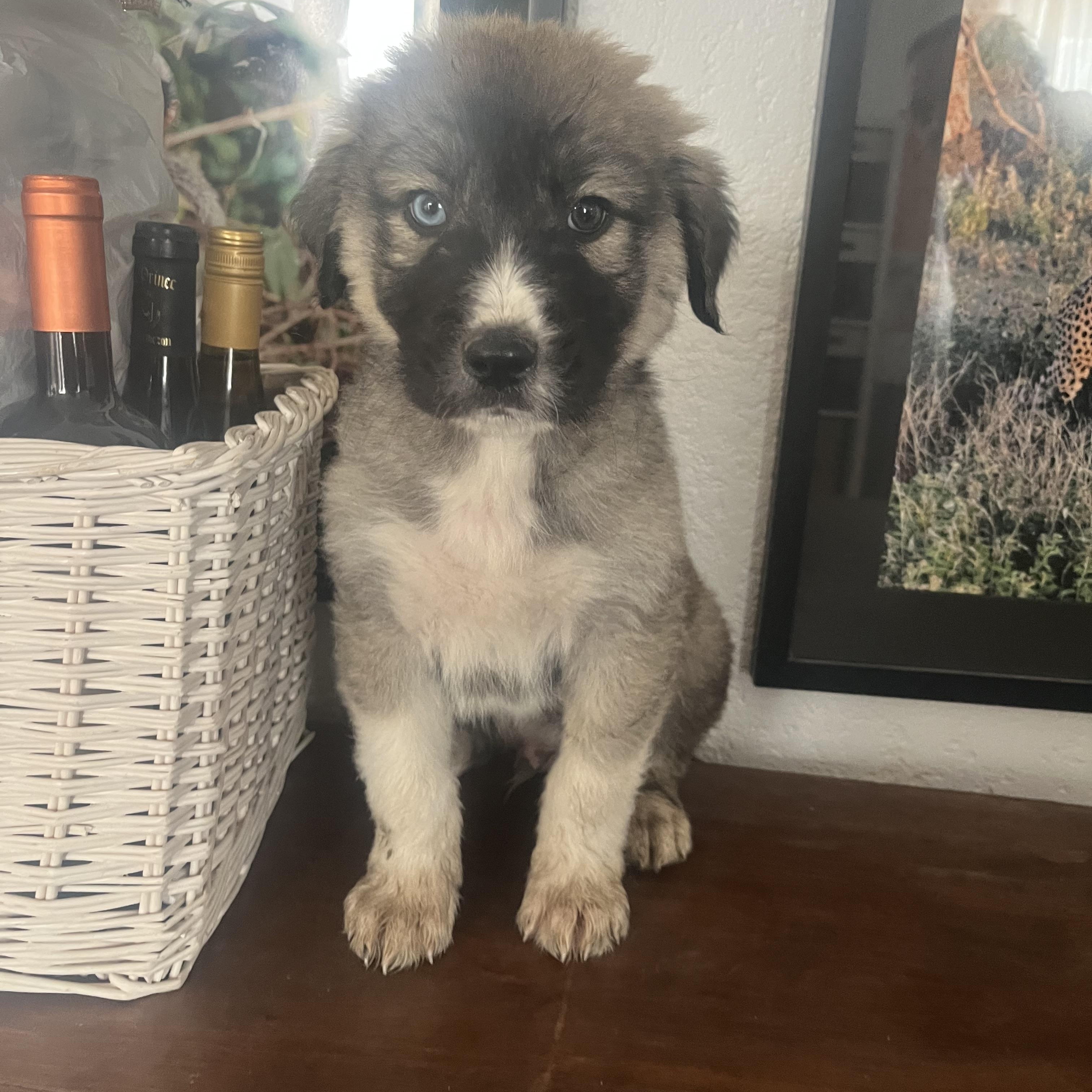 Tigger, Adopted, Puppy Male Husky.