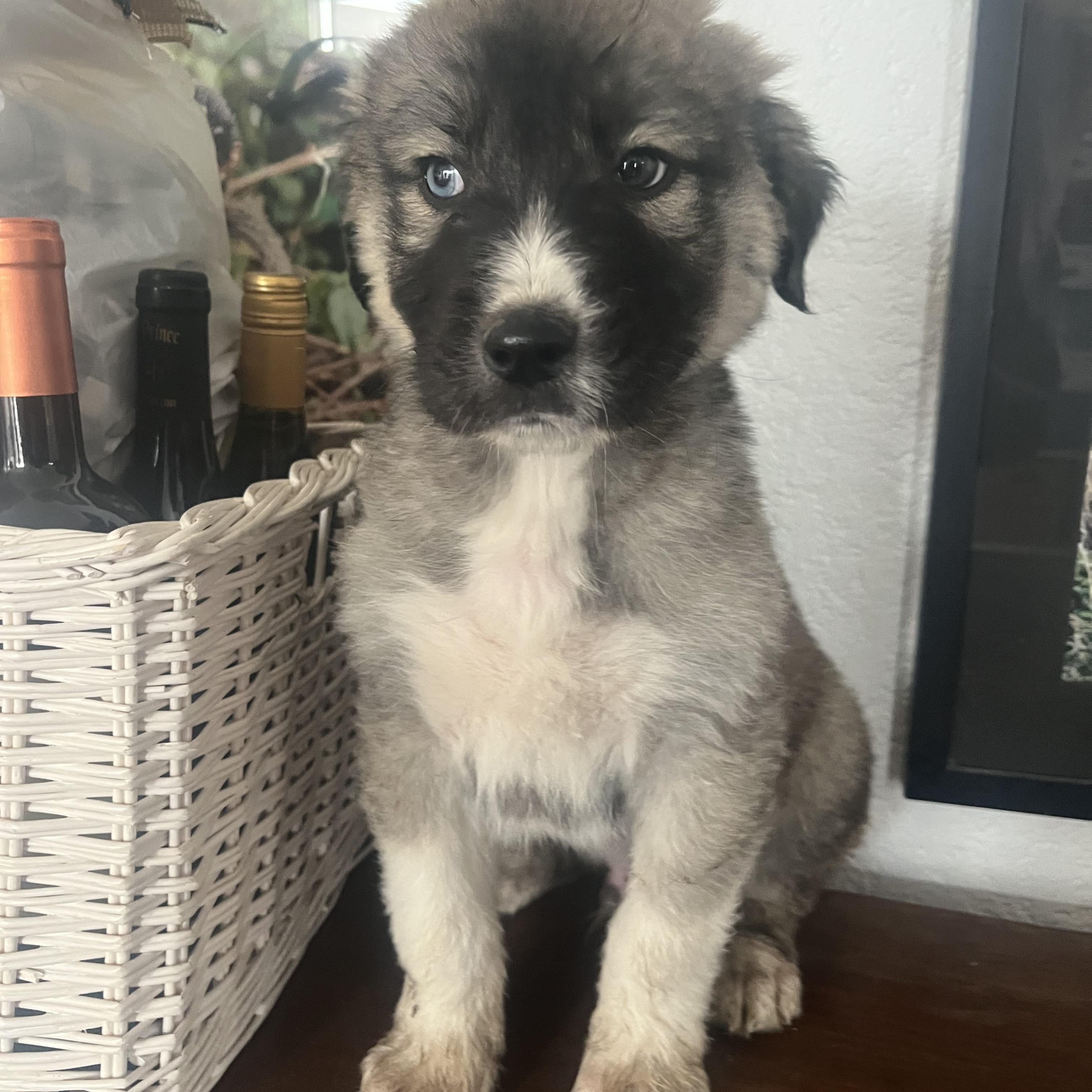 Enlarge Tigger, a Adopted mixed breed in Bakersfield, CA image 2/3