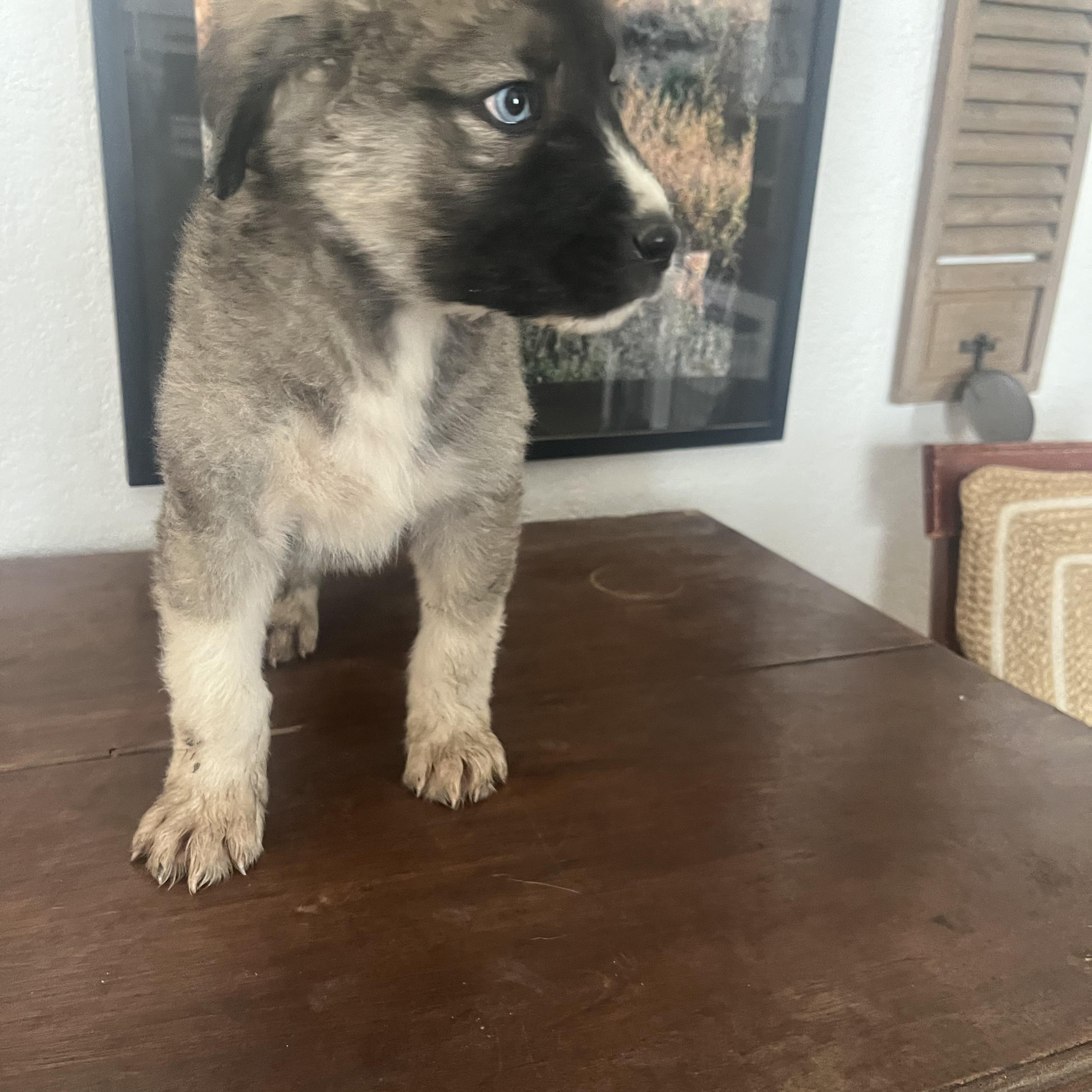 Enlarge Tigger, a Adopted mixed breed in Bakersfield, CA image 3/3