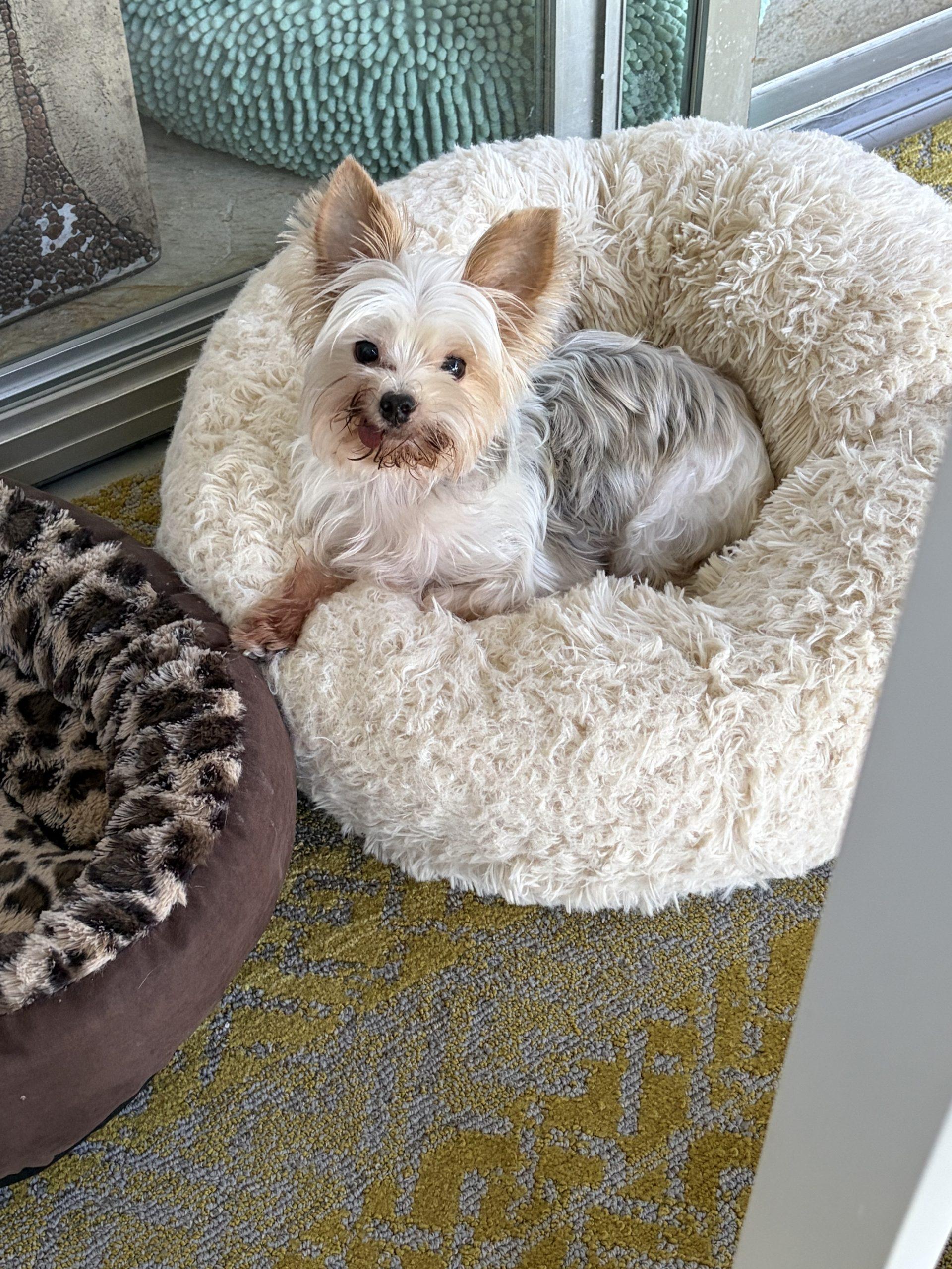 Enlarge Bronx, a Adoptable Yorkshire Terrier in Plantation, FL image 1/2