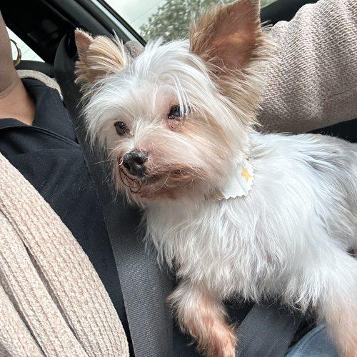 Enlarge Bronx, a Adoptable Yorkshire Terrier in Plantation, FL image 2/2