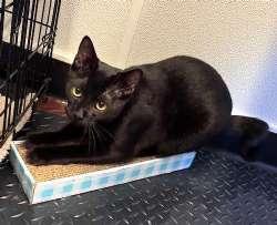 Raven, Adoptable, Kitten Male Domestic Short Hair.