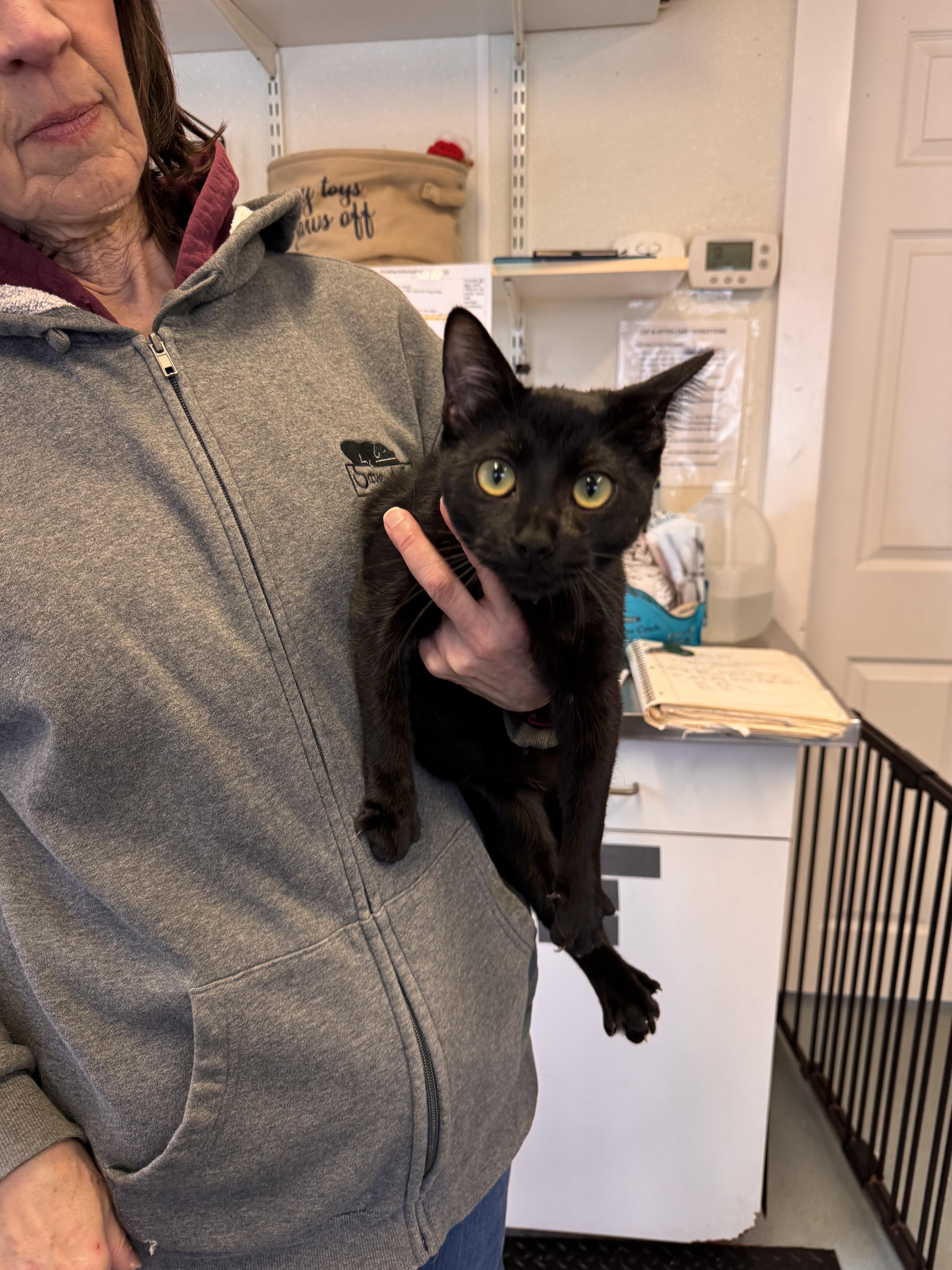 Enlarge Raven, a Adoptable Domestic Short Hair in Sudbury, MA image 2/2