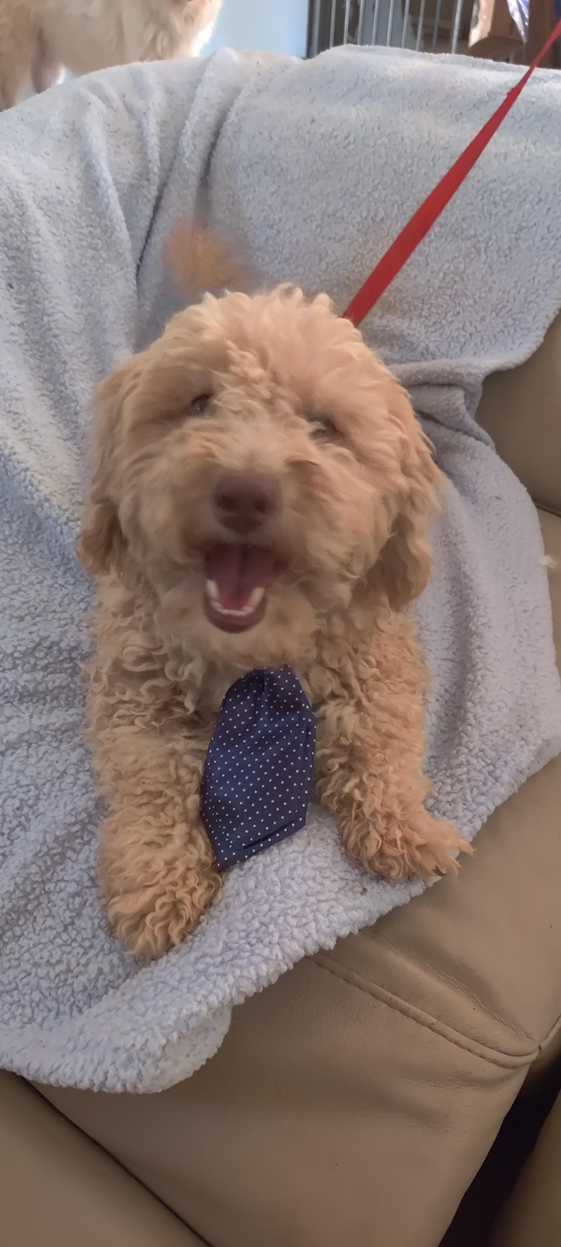 Dude, Adoptable, Young Male Miniature Poodle.