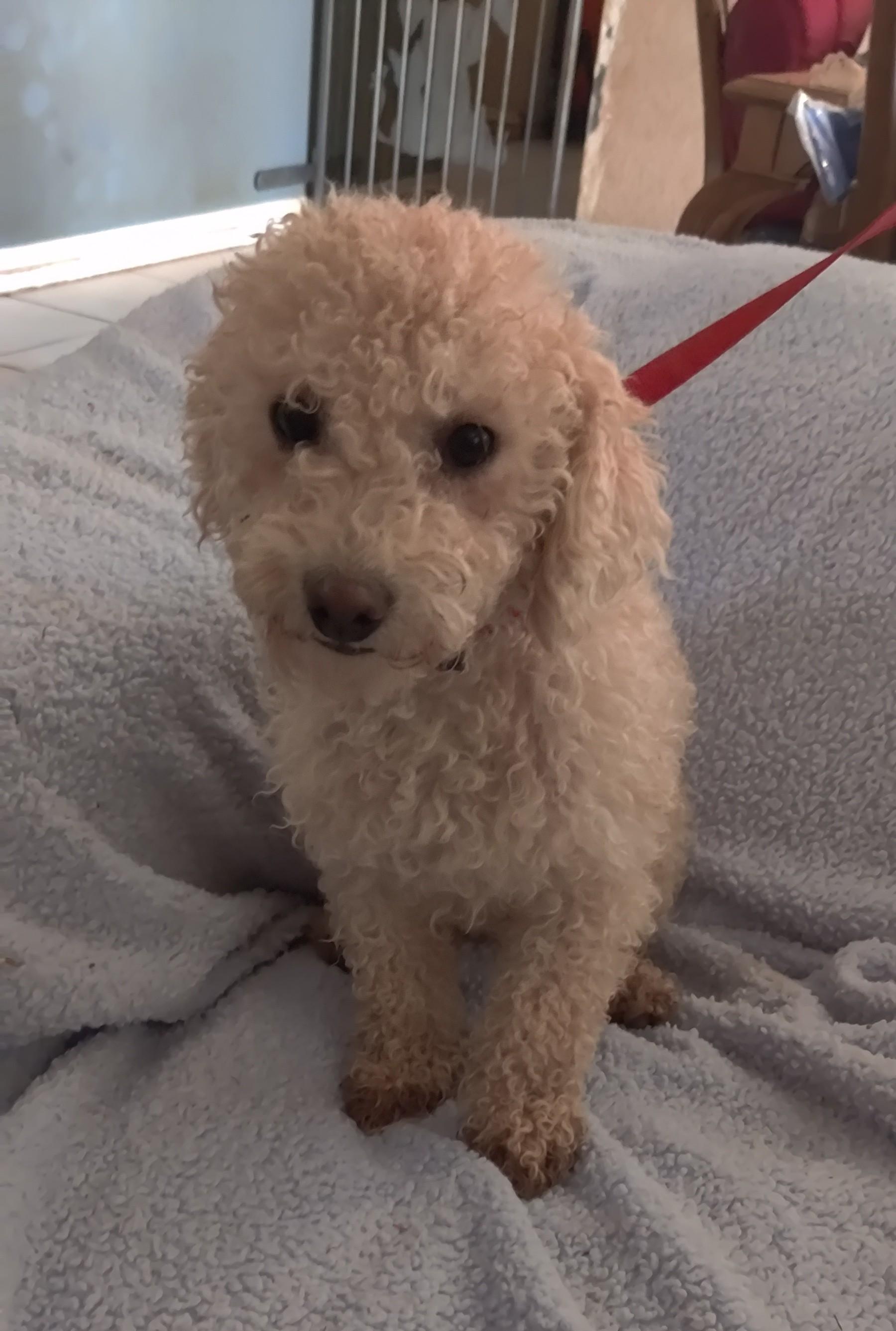 Dude, a Adoptable Miniature Poodle in Moreno Valley, CA image 2/5