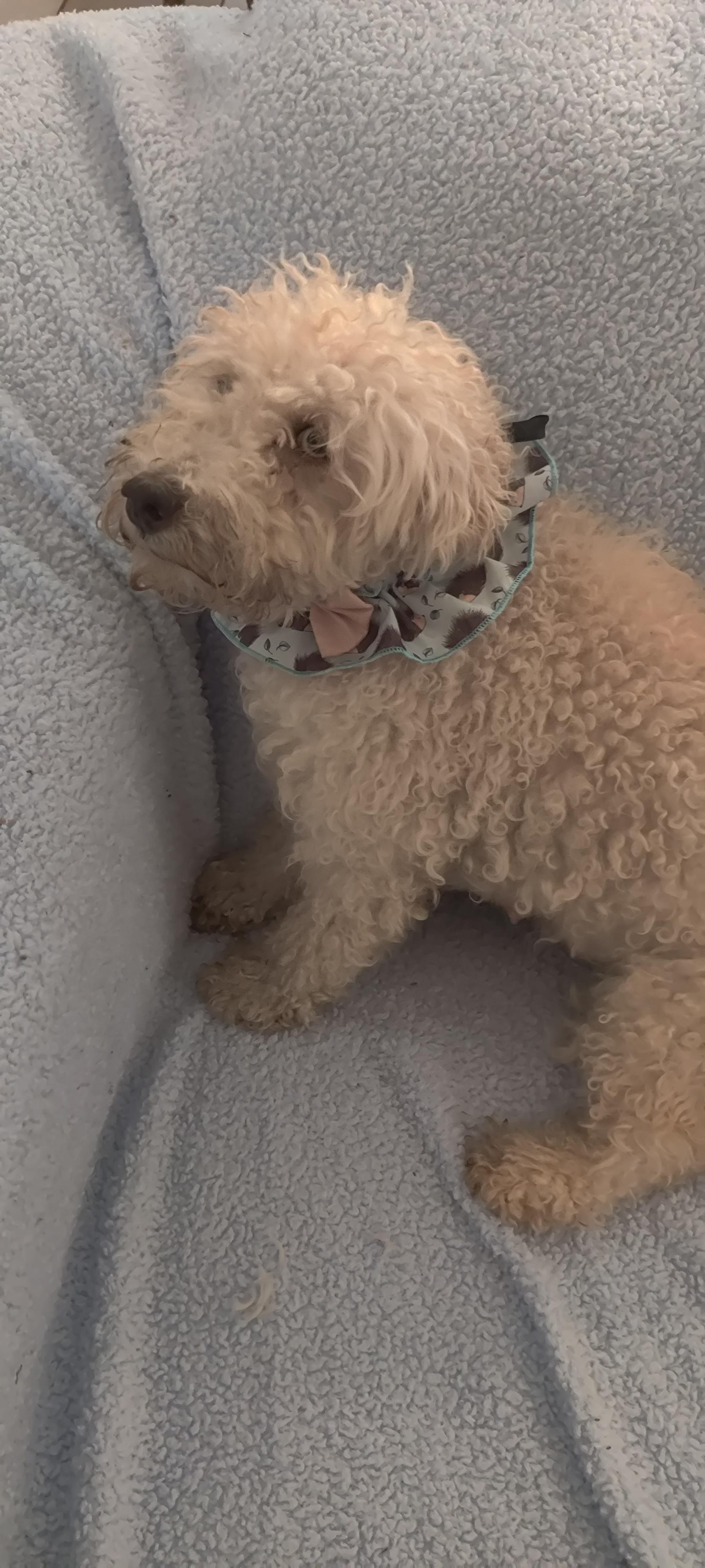 Dude, a Adoptable Miniature Poodle in Moreno Valley, CA image 3/5