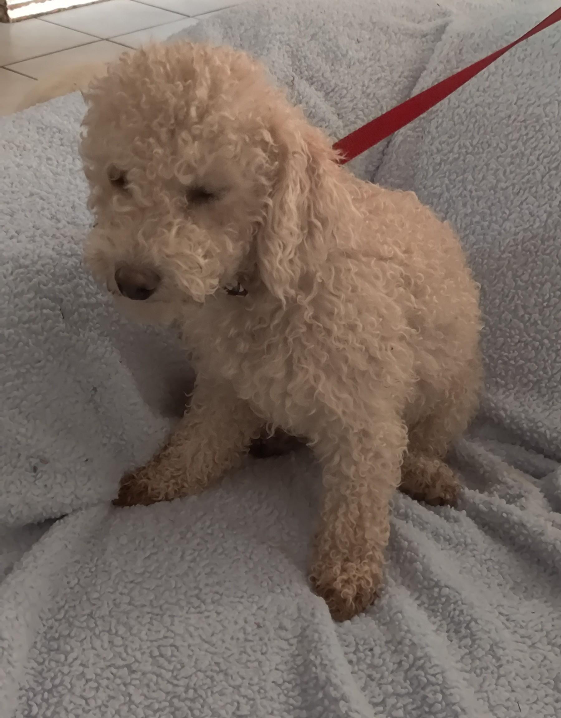 Dude, a Adoptable Miniature Poodle in Moreno Valley, CA image 4/5