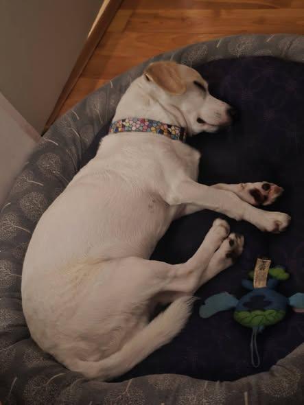 Enlarge Tony, a ADOPTABLE mixed breed in Vancouver, BC image 6/6