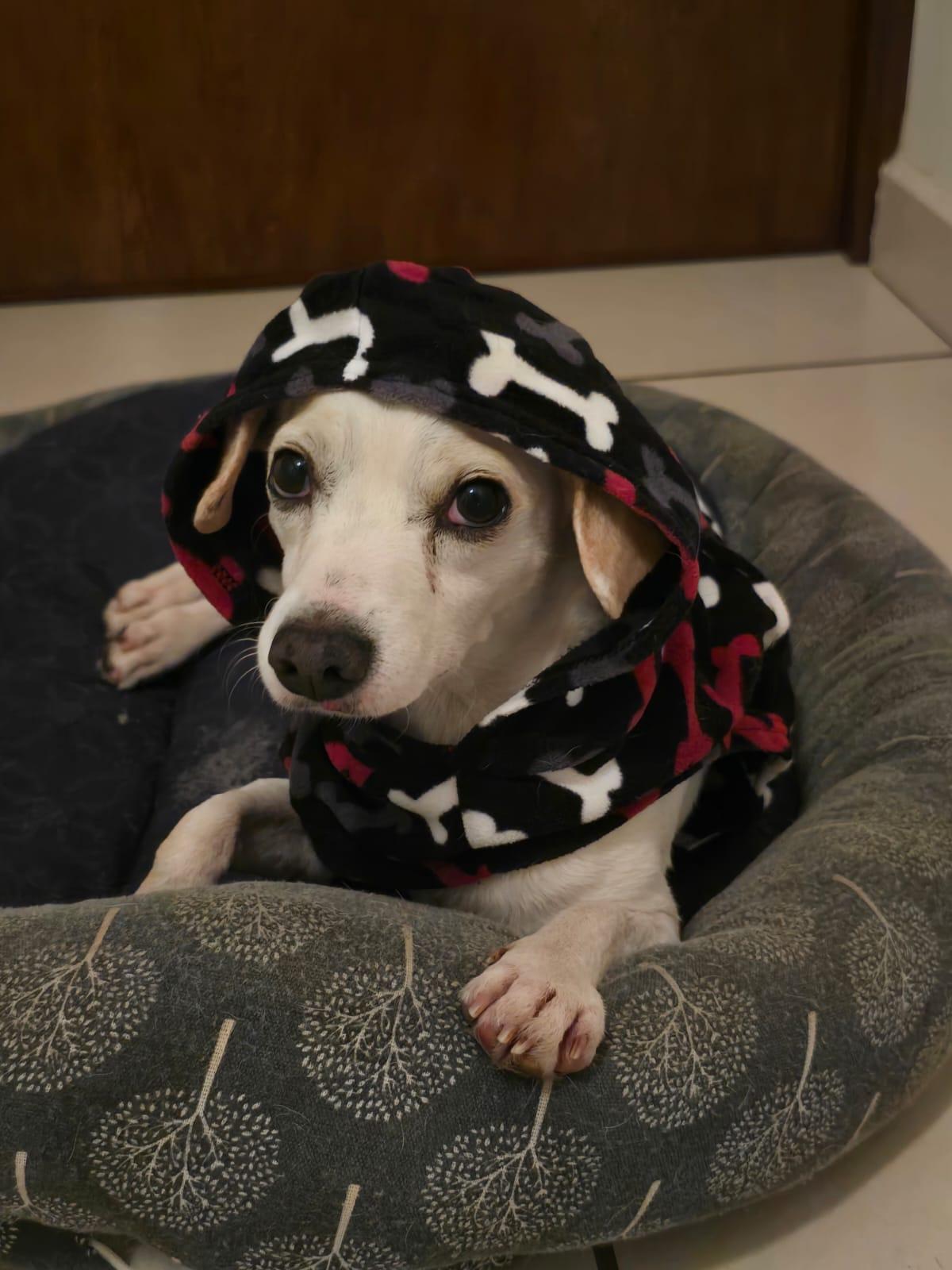 Enlarge Tony, a ADOPTABLE mixed breed in Vancouver, BC image 2/6