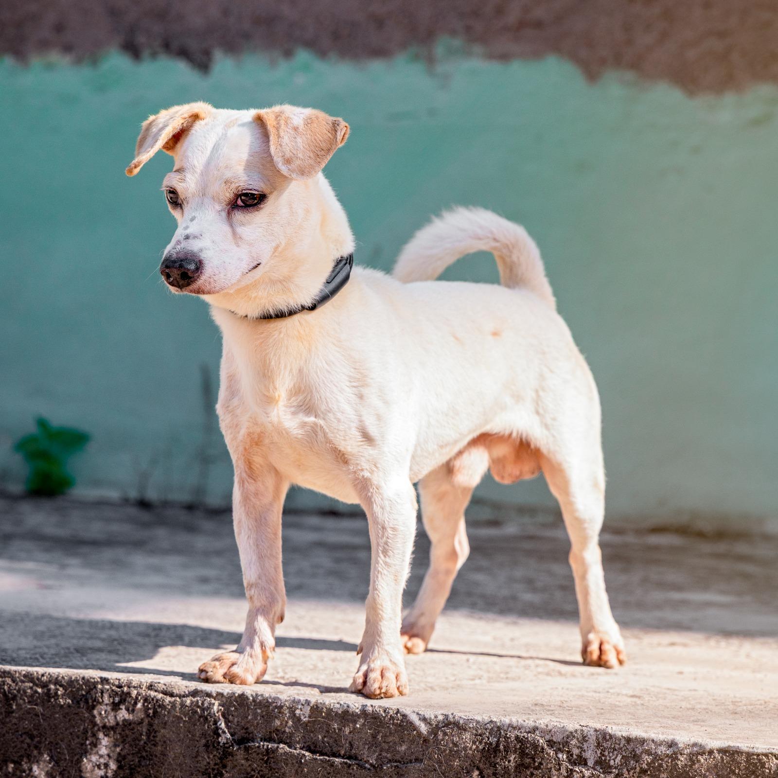 Enlarge Tony, a ADOPTABLE mixed breed in Vancouver, BC image 3/6