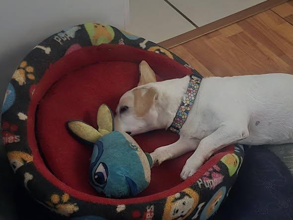 Enlarge Tony, a ADOPTABLE mixed breed in Vancouver, BC image 5/6